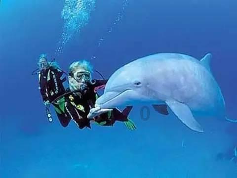 牛油果面包